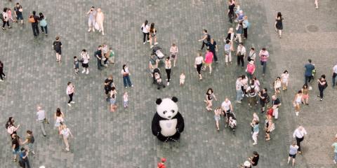 Panda